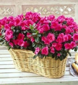 Bright pink azalea plants in wicker basket