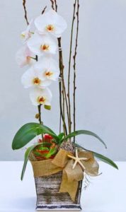 A gorgeous, hand-selected, white Phalaenopsis Orchid plant displayed in an understated, stylishly elegant wooden box or ceramic container.