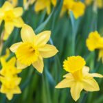 Daffodils