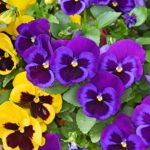 Pansies