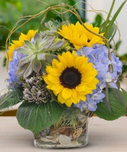 A truly unique design featuring bright golden sunflowers and beautiful blue hydrangeas nestled in with curiously delightful succulents. Accented with assorted greens, this wonderful bouquet is a bold design with a gentle touch that provides long-lasting beauty and intrigue to any home or office.