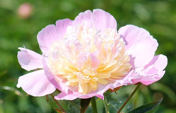 Guide to Peonies