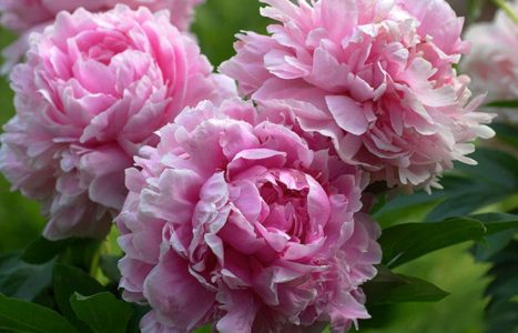 Guide to Peonies