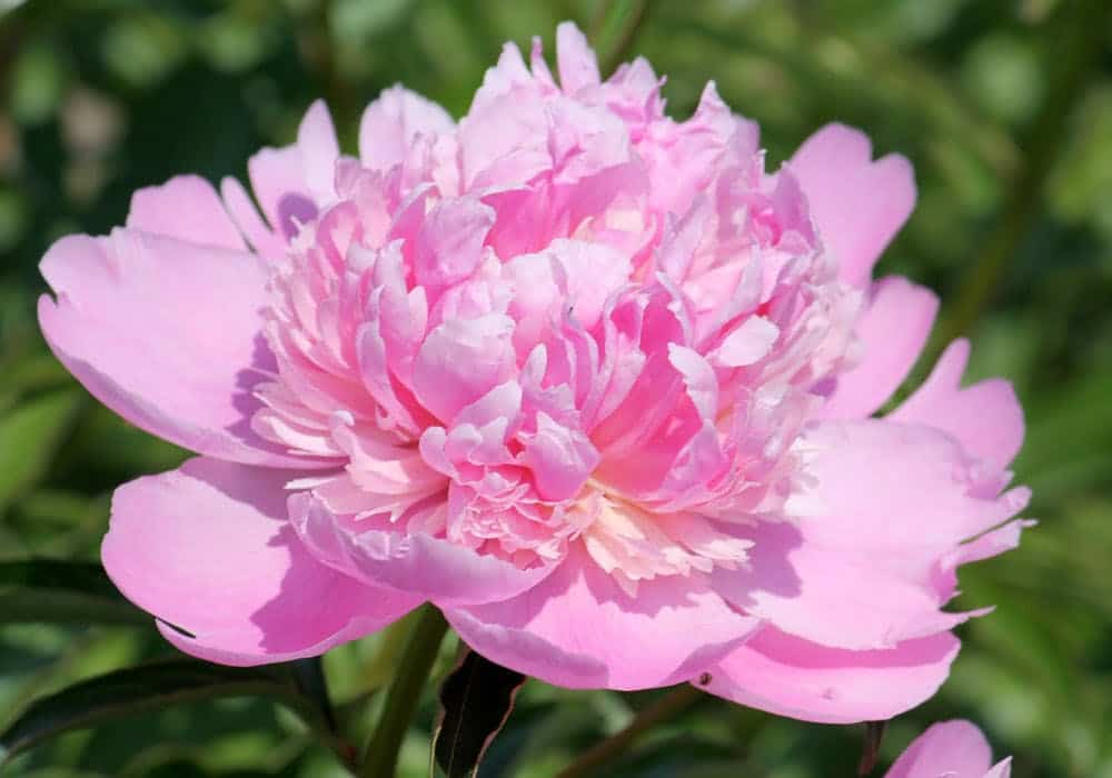 Guide to Peonies